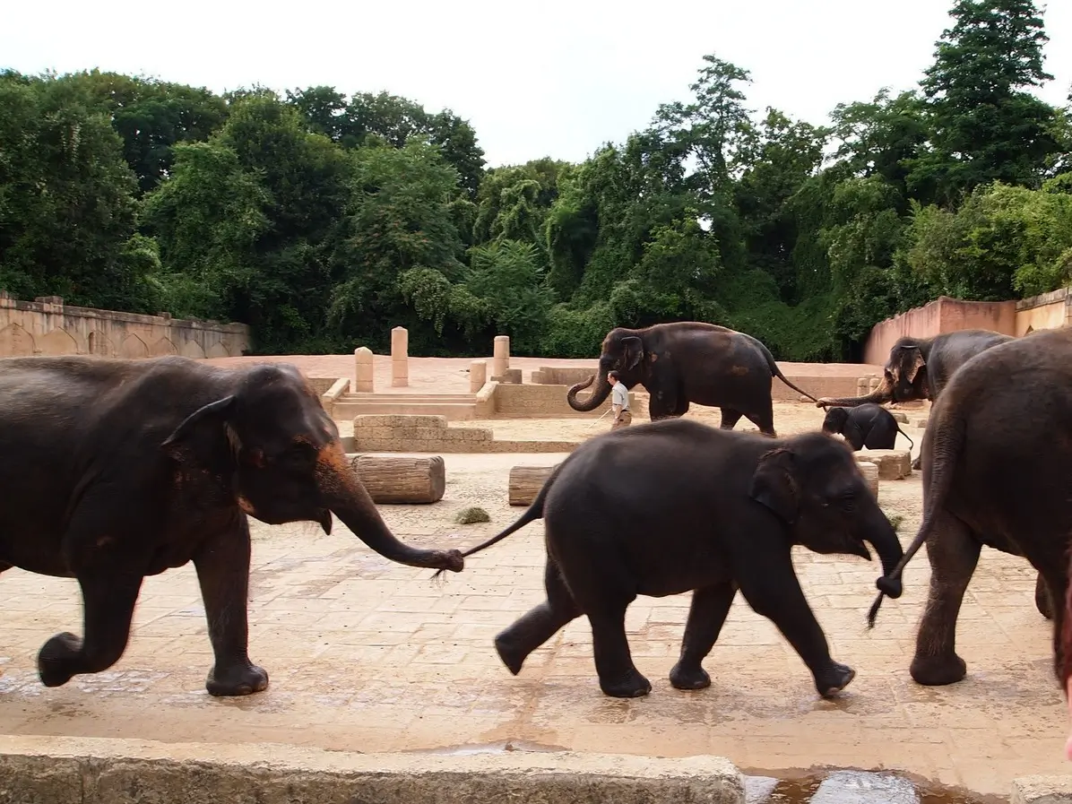 Зоопарк в Ганновере